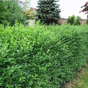 Vtáčí zob vajcolistý (Ligustrum ovalifolium) ´GREEN DIAMOND´® - výška 50-60 cm, kont. C2L 